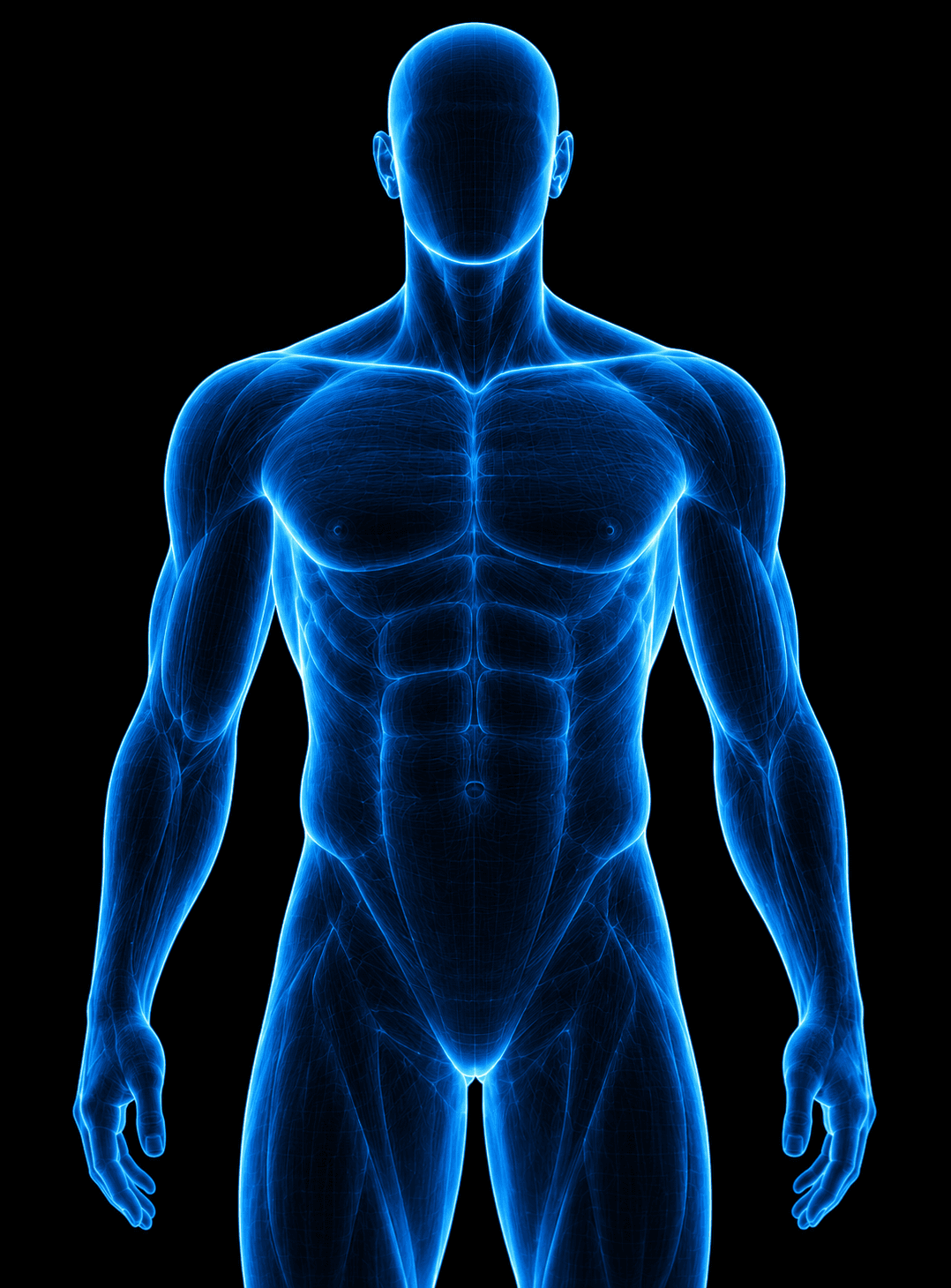Anterior Adult Male